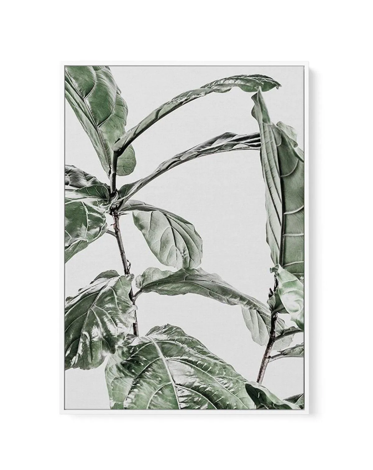 Abstract Fig I | Framed Canvas Art Print