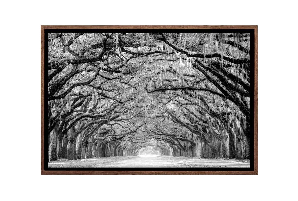 Avenue of Giant Oaks | Canvas Wall Art Print