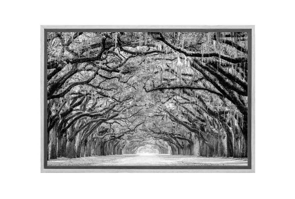 Avenue of Giant Oaks | Canvas Wall Art Print