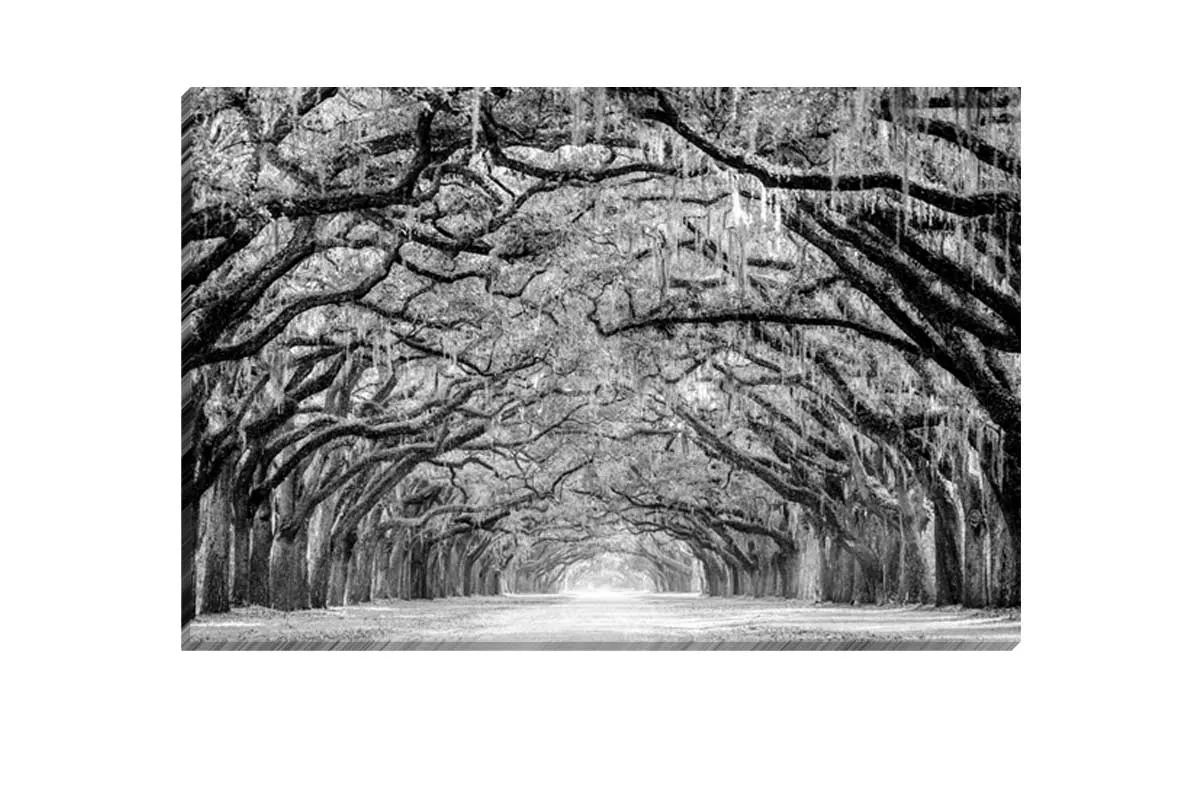 Avenue of Giant Oaks | Canvas Wall Art Print