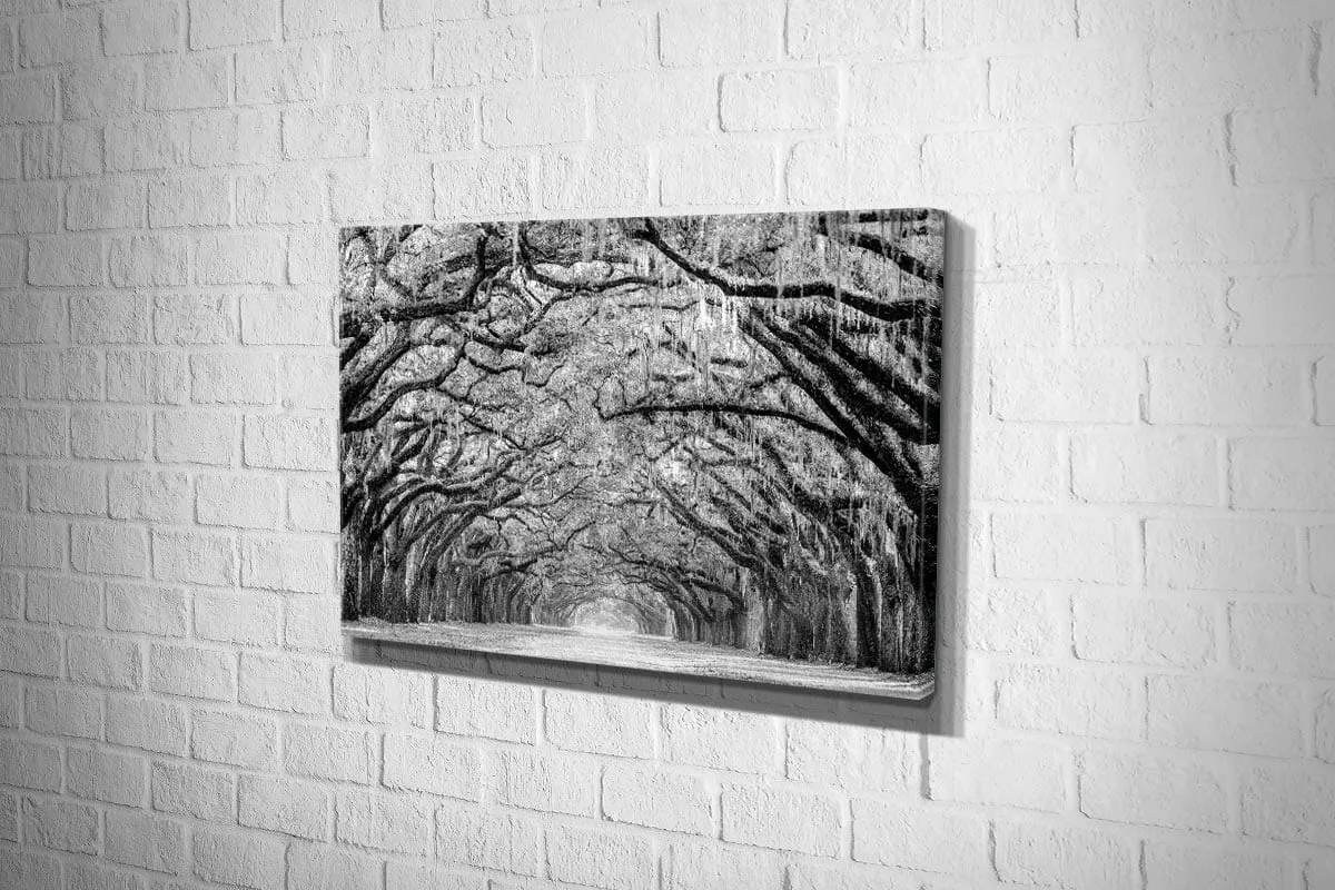 Avenue of Giant Oaks | Canvas Wall Art Print