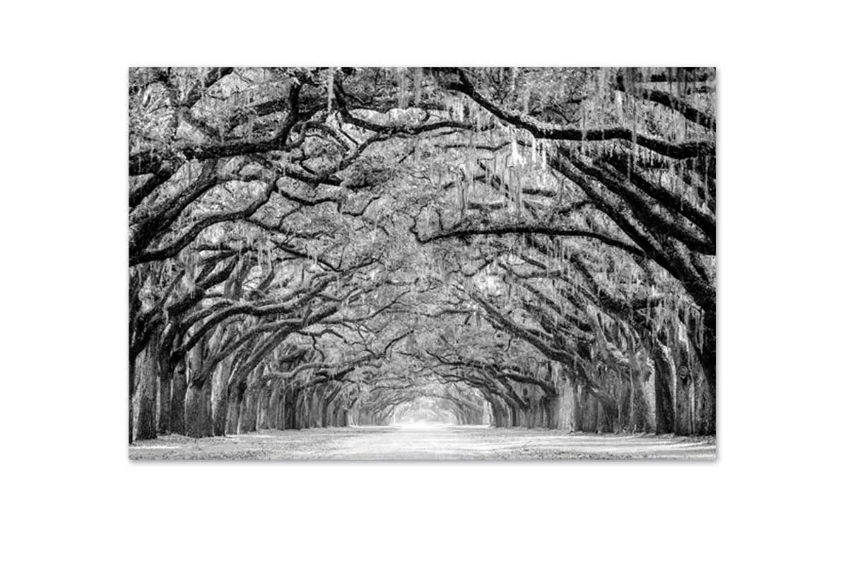 Avenue of Giant Oaks | Canvas Wall Art Print