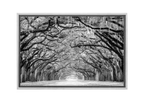 Avenue of Giant Oaks | Canvas Wall Art Print