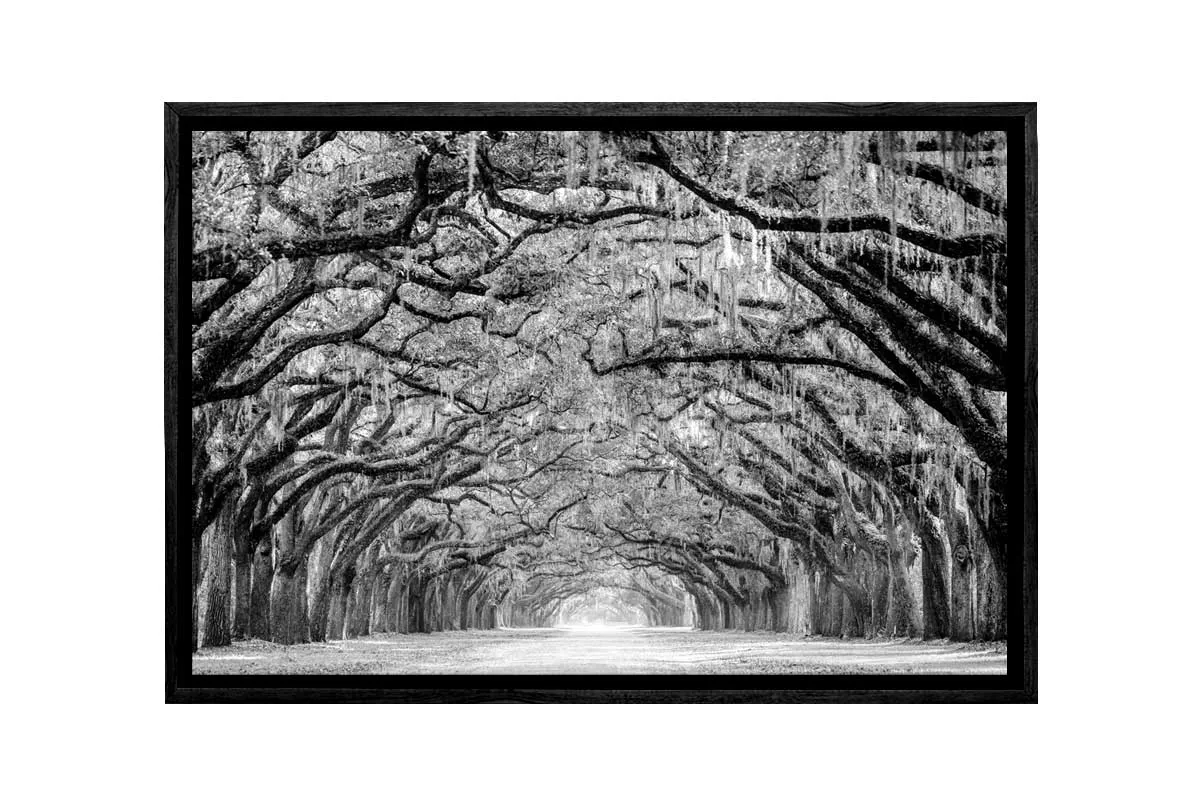 Avenue of Giant Oaks | Canvas Wall Art Print