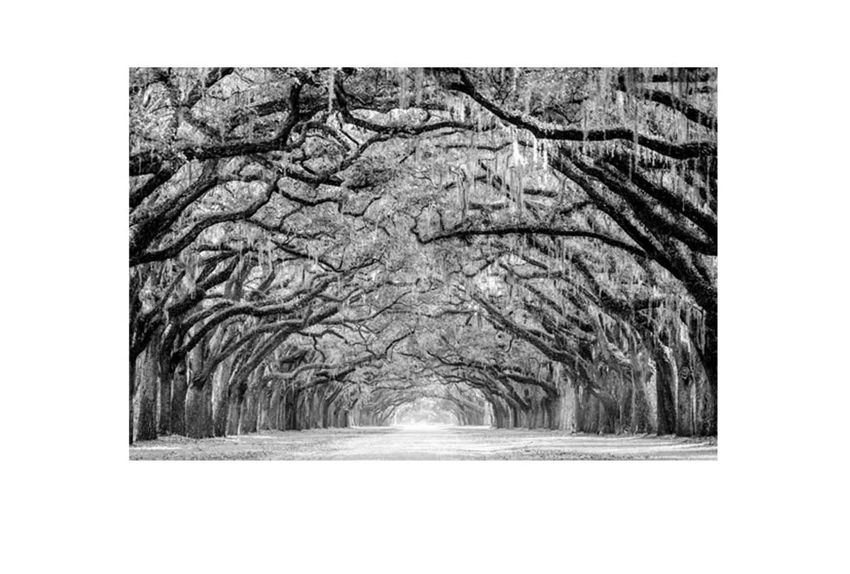 Avenue of Giant Oaks | Canvas Wall Art Print