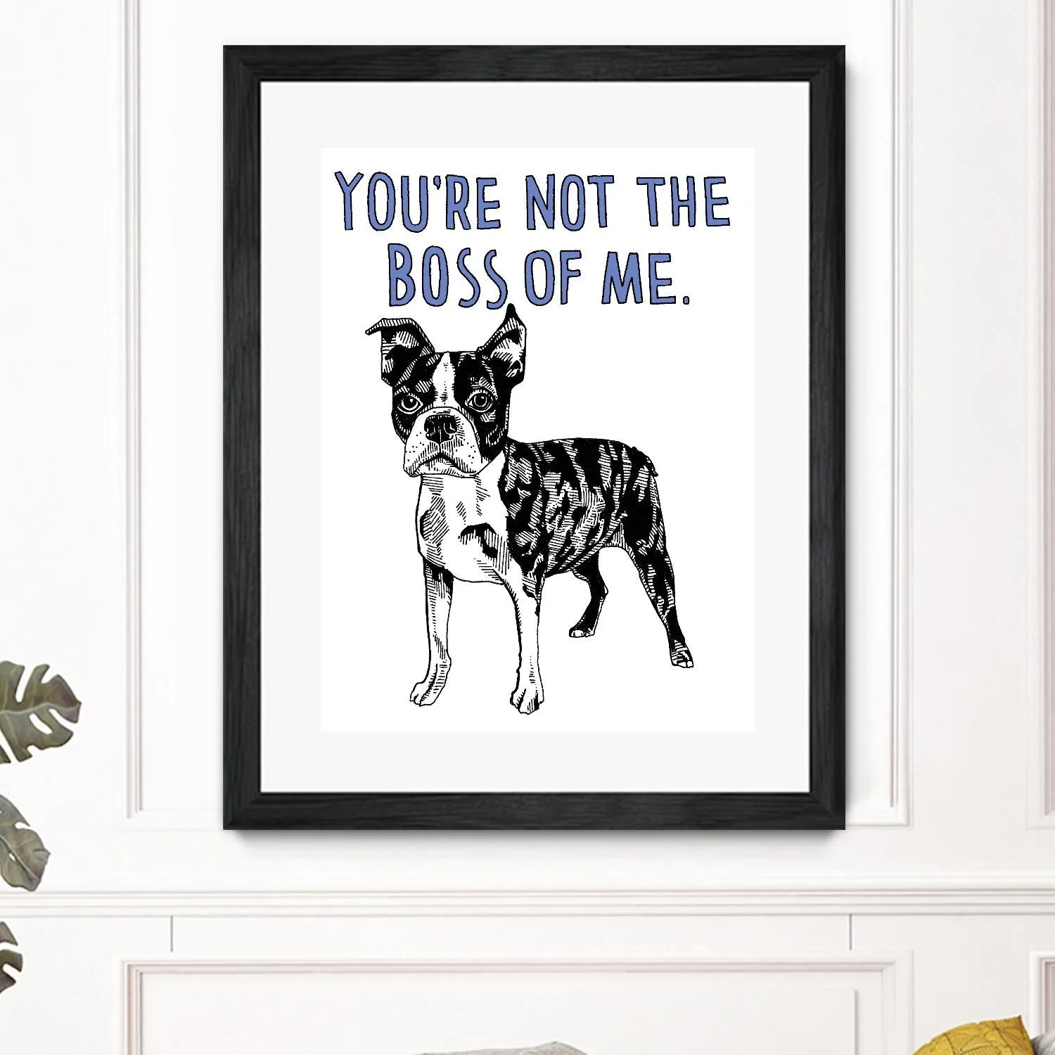Boston Terrier