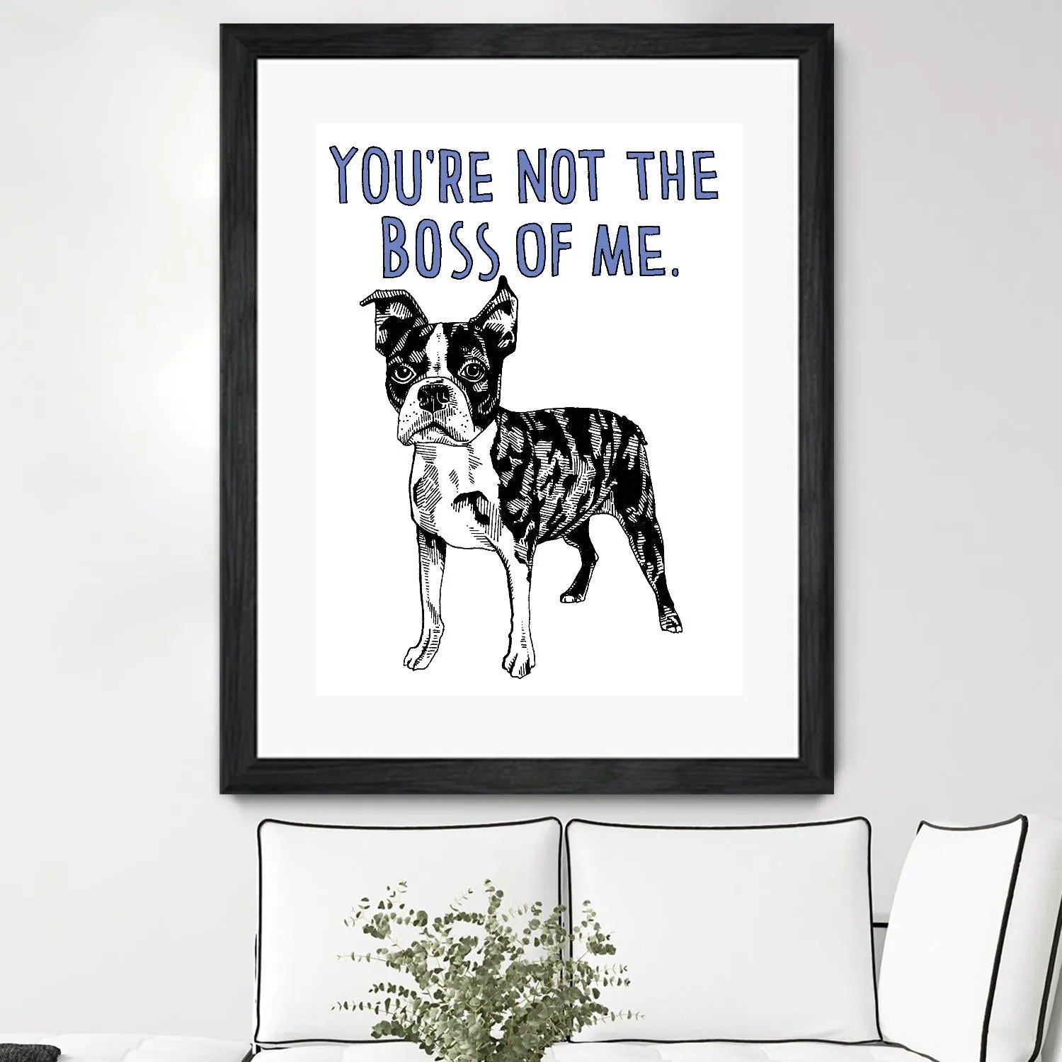 Boston Terrier