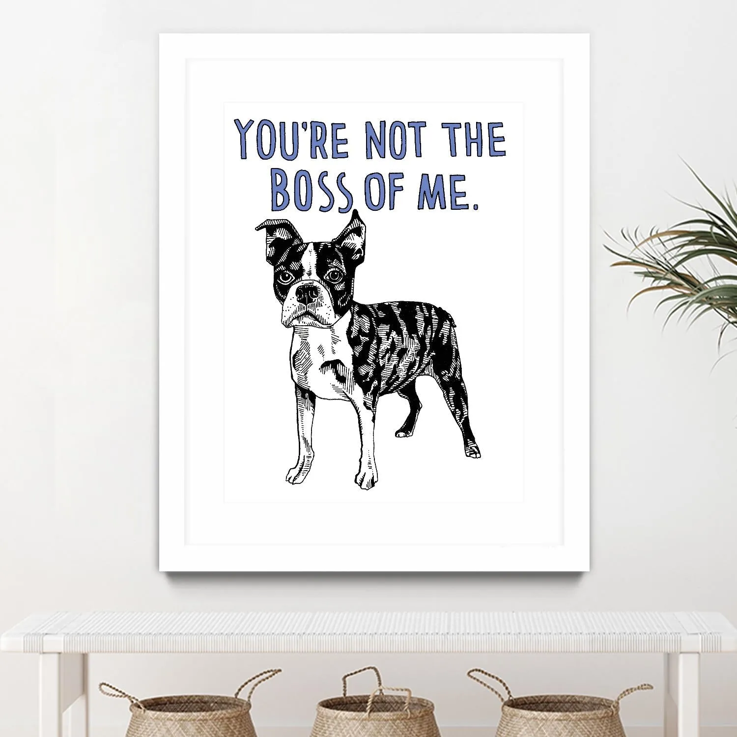 Boston Terrier