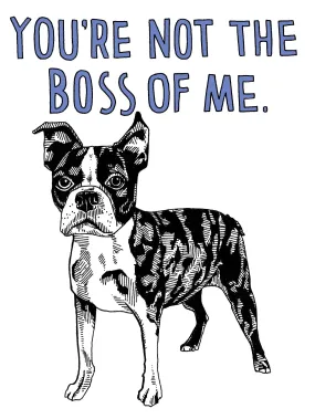 Boston Terrier