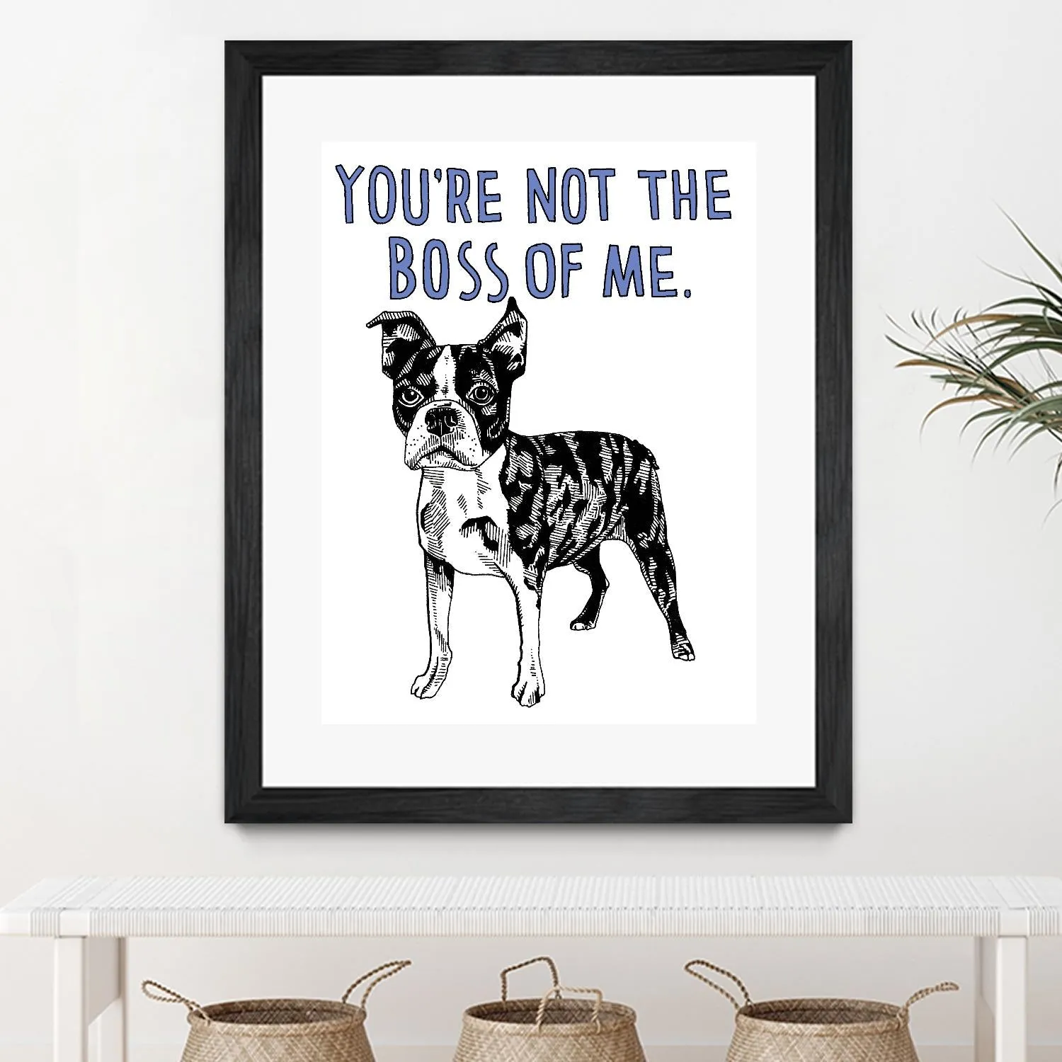 Boston Terrier