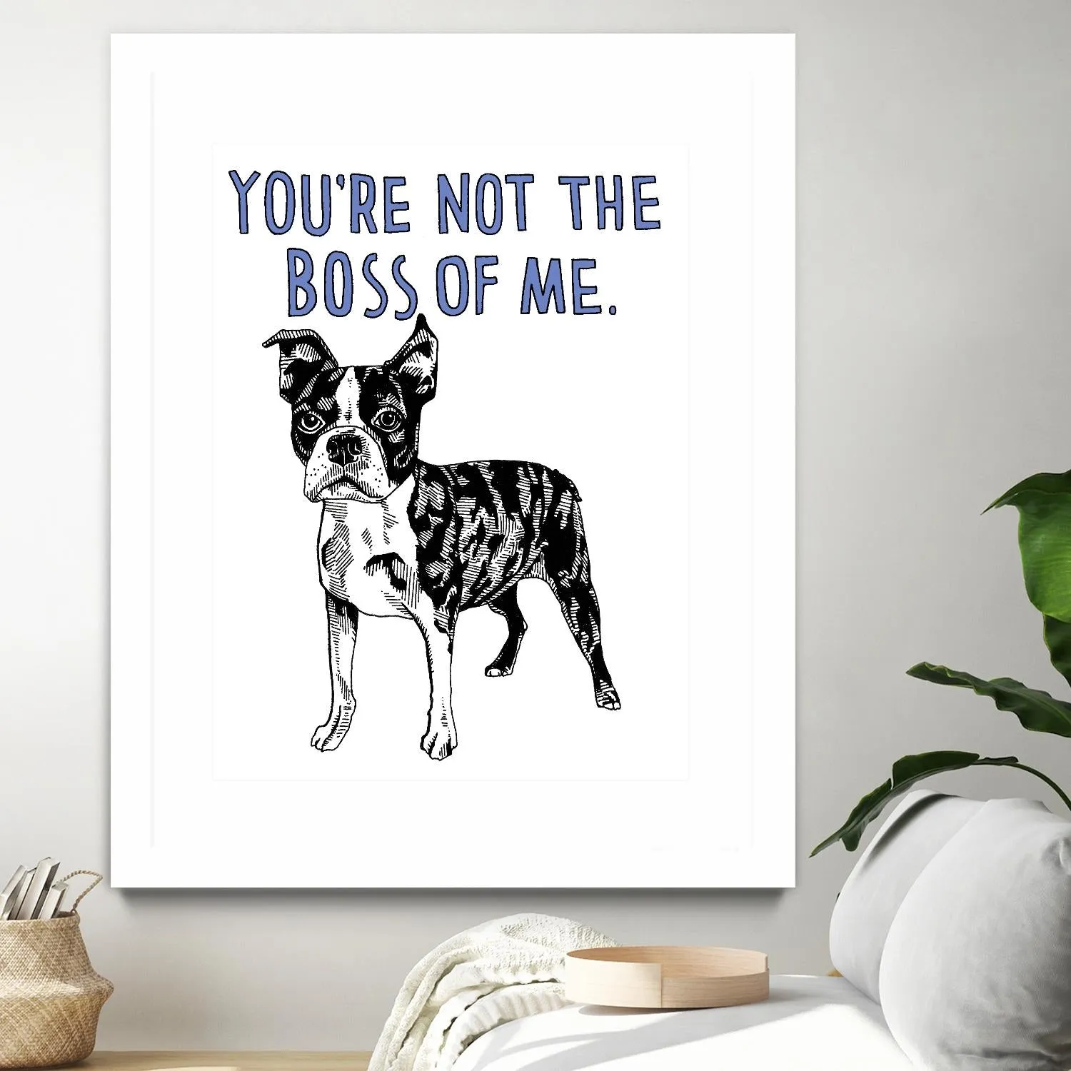 Boston Terrier