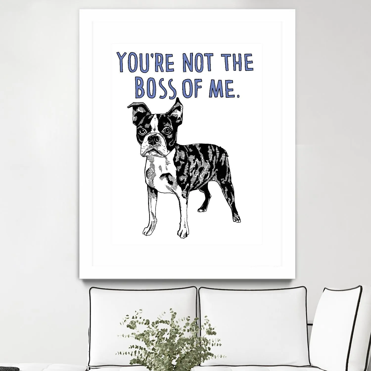 Boston Terrier