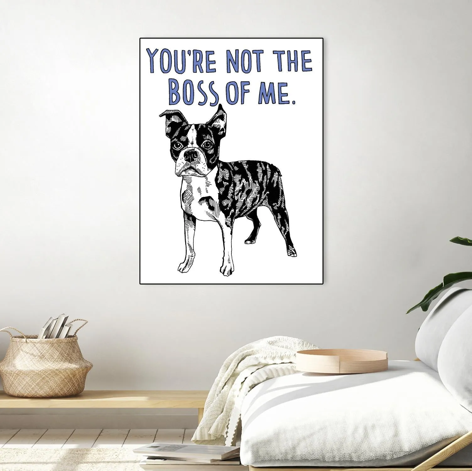 Boston Terrier