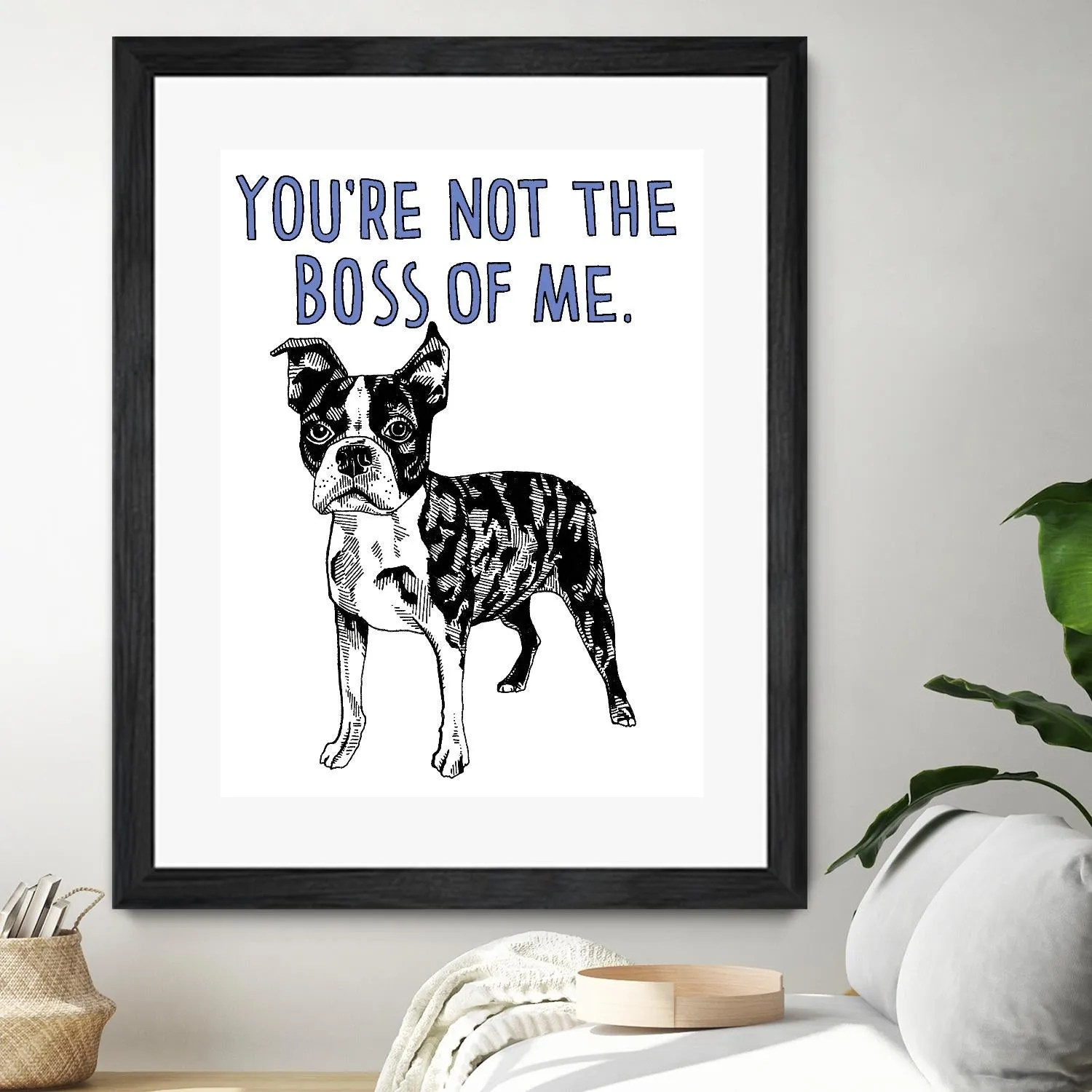 Boston Terrier
